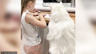 Dikira Kucing Siluman! Inilah Kucing Terbesar di Dunia yang Ternyata. . .