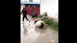 Extremely FUNNY animals compilation