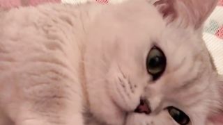Cute cat #1