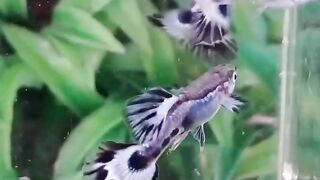 Guppyy 3