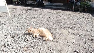Cat sun bath