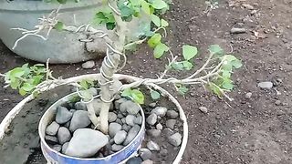 Bonsai serut