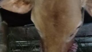 Sapi betina