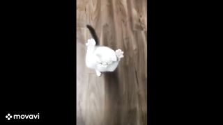 Baby Cats - Cute and Sweet Cat Videos for fun.