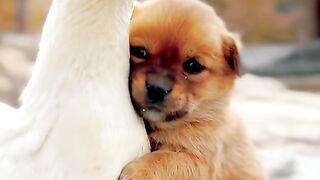 A dog that lost its mother is with a goose's companion
