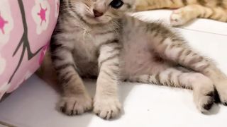 Funny Cat