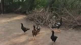 Chicken's