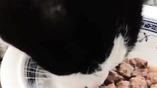 Cat Eat