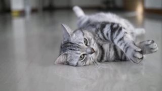 Funny cat