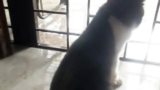 Momo - Ebi