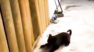 funny animals 49