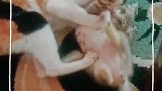 kucing bermain