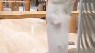 Funny cat 158