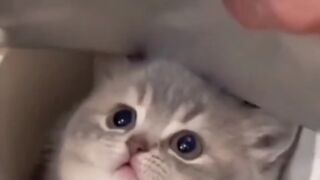 Cute cat #2