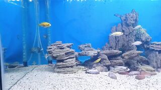 Awal mula pelihara ikan cichlid