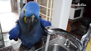 Funniest Birds Around the World_3.,,, playing birds