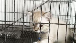 kucing lucu dan menggemaskan