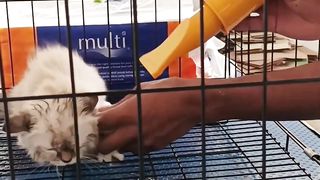pengering kucing menggunakan blower