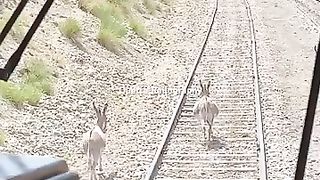 Donkeys Wins Race