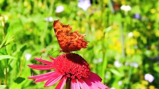 Relaxing Music Along With Beautiful Nature Videos 4K Video HD