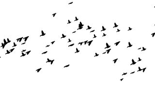 A flock of flying birds