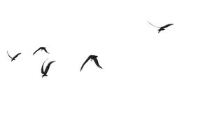 flying bird in the sky