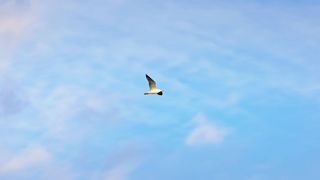 Birds flying in the sky