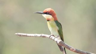 Beautiful bird 9