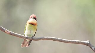 Small bird 2