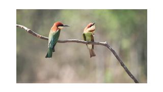 Two little birds