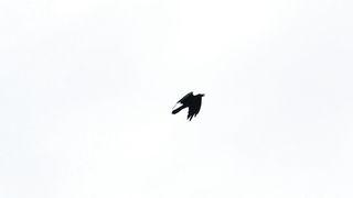 Blackbird