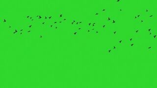 A group of birds in flight