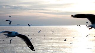 Birds fly looking for fish over the sea
