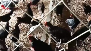Chicken Organic Made indonesia