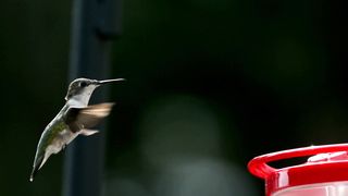 Very beautiful bird 2