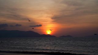Birds fly in the evening