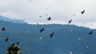 Birds fly in the blue sky