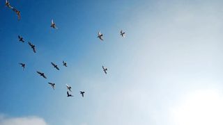 Beautiful birds