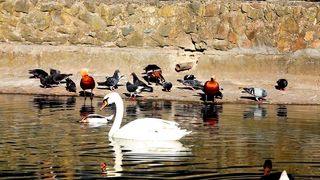 Swans swimming in the lake