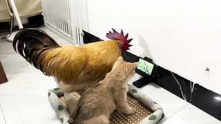 The rooster was very moved after seeing the video of the kitten taking the chicks out for food!