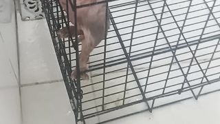proses mandikan kucing yang jamuran dan banyak kutu