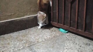 Funny cat 157