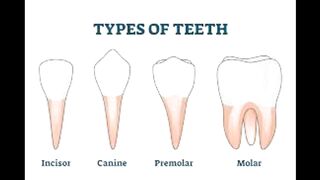 ProDentim Oral Probiotics : CLINICALLY APPROVED You Must Need To KNow.