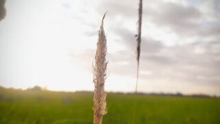 cinematic alam-sunset at rice field indonesia