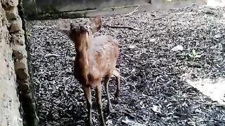 Rusa di taman ria maospati jawa timur indonesia