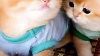 Cute baby cat 3
