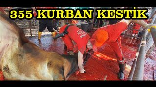 3. Bölüm (Kesim Videoları) 2023 Kurban Bayramı |professional qasai