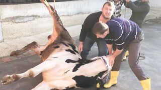 Very Sharp Knife Cutting The Nick Of Cow Speedly