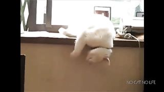 Funny Cats Compilation 3