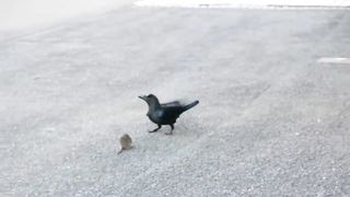 between a crow and a mouse